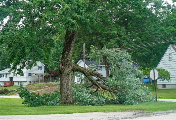 How Our Tree Care Process Works  in  Ottawa, KS